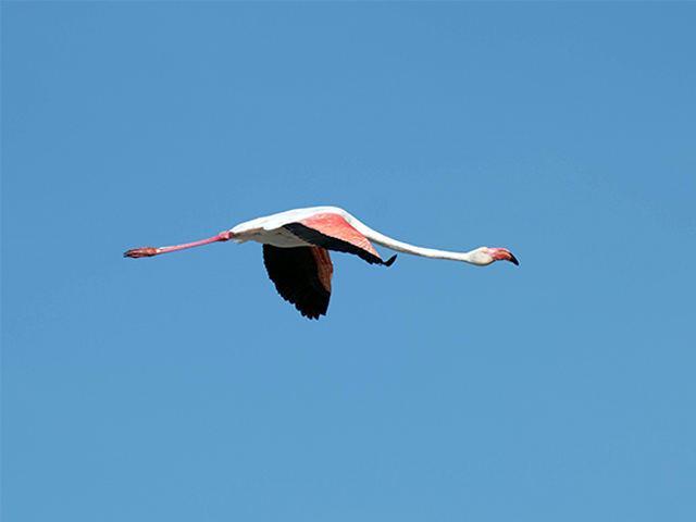 Greater Flamingo by Johnny Wilson